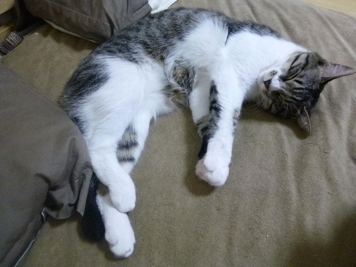 kaiyun体育综合-日本男足全情投入，赢得喝彩！，日本男足怎么样