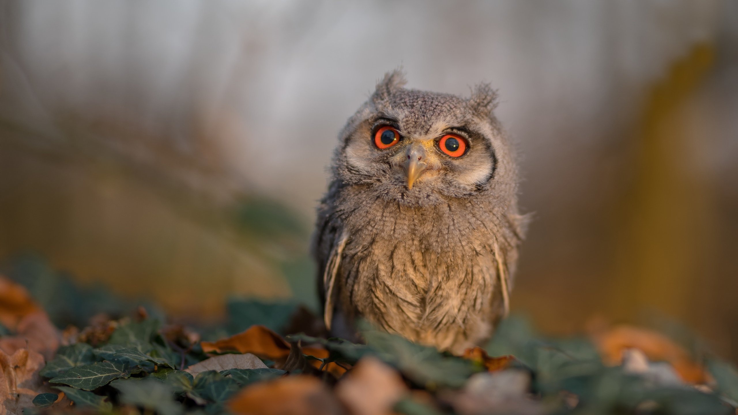 Kaiyun(中国)开云-尤文图斯球员拉莫斯在比赛中表现出色，拉莫斯转会尤文