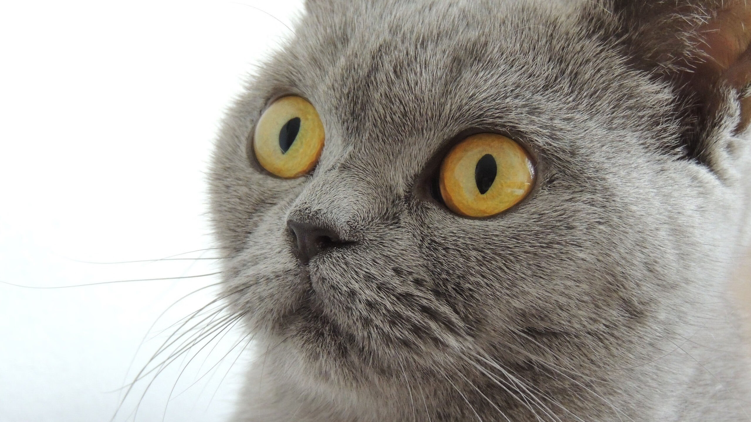 弗拉门戈新秀球员表现亮眼,弗拉门戈球衣