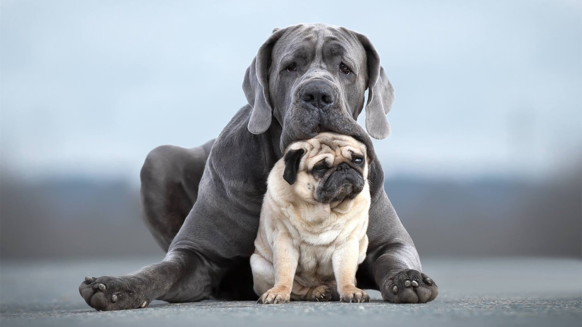 曼联1-1西汉姆,积分榜排名下滑,曼联vs西汉姆集锦