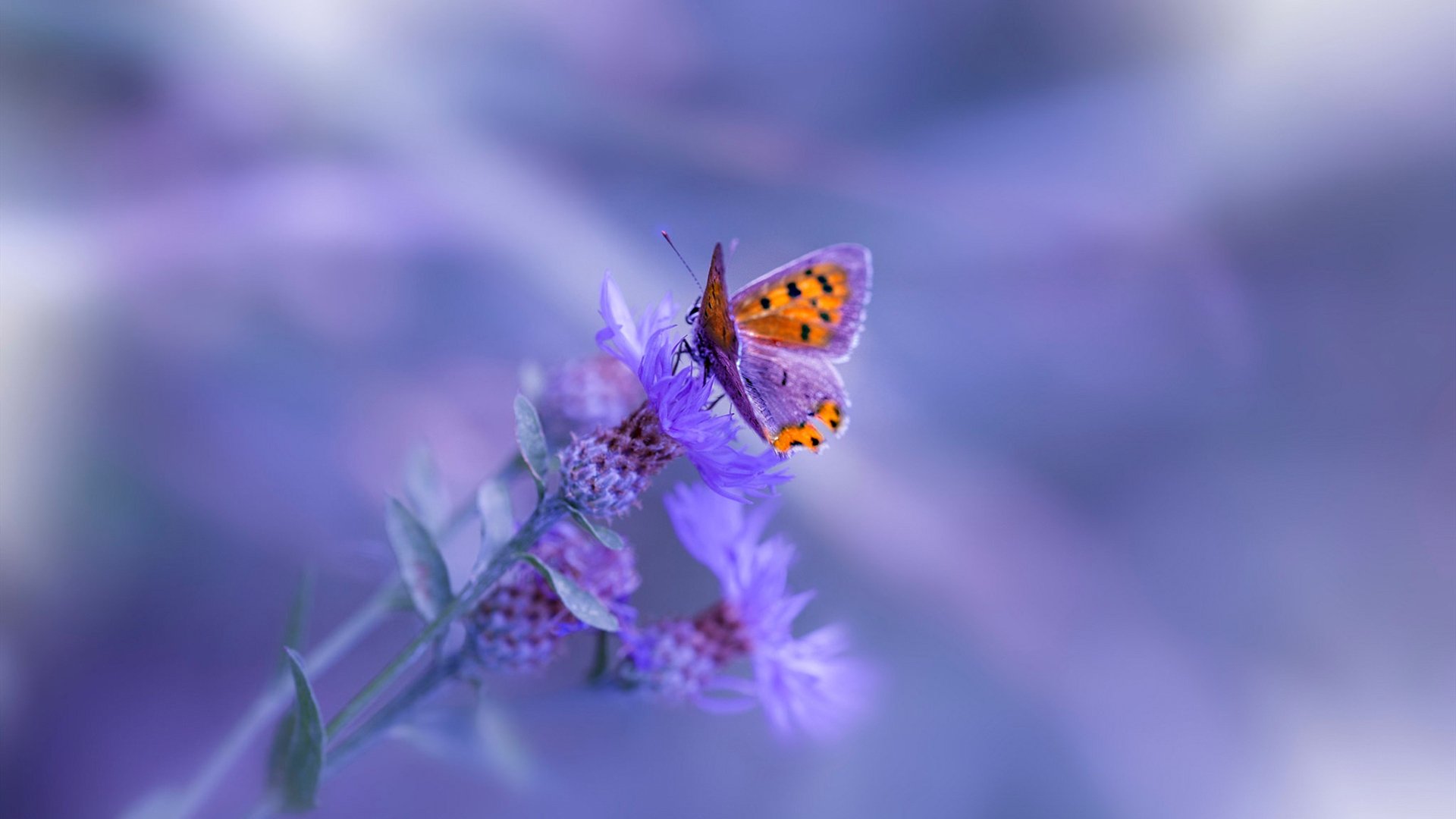 比尔低迷奇才不敌猛龙,比尔dub