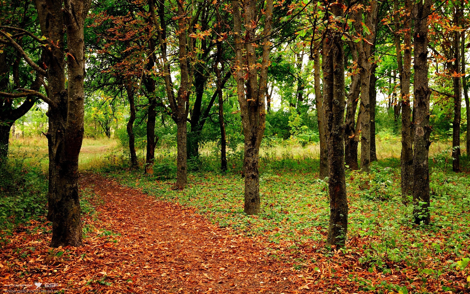 沃尔夫斯堡取得多场胜利,正处于巅峰状态,沃尔夫斯堡夺冠