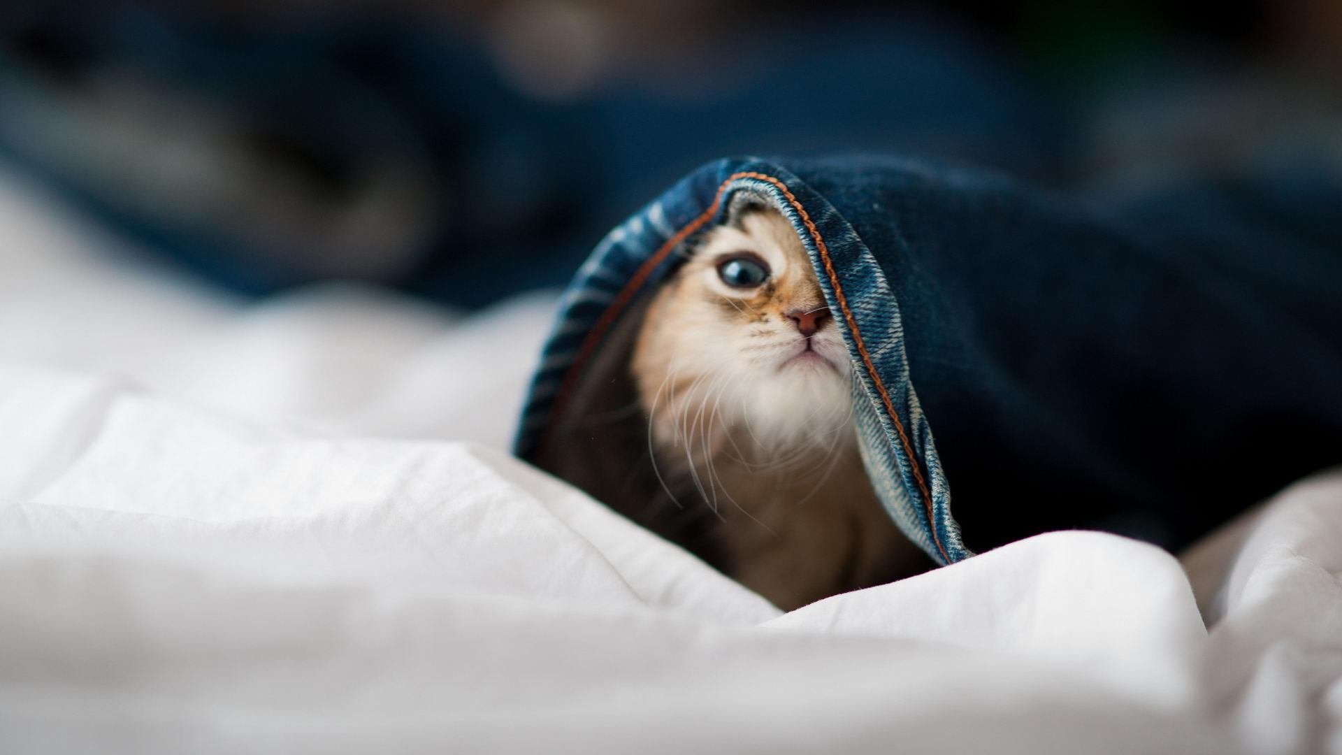 转会市场是否已失去理性定价体系,转会市场最新动态