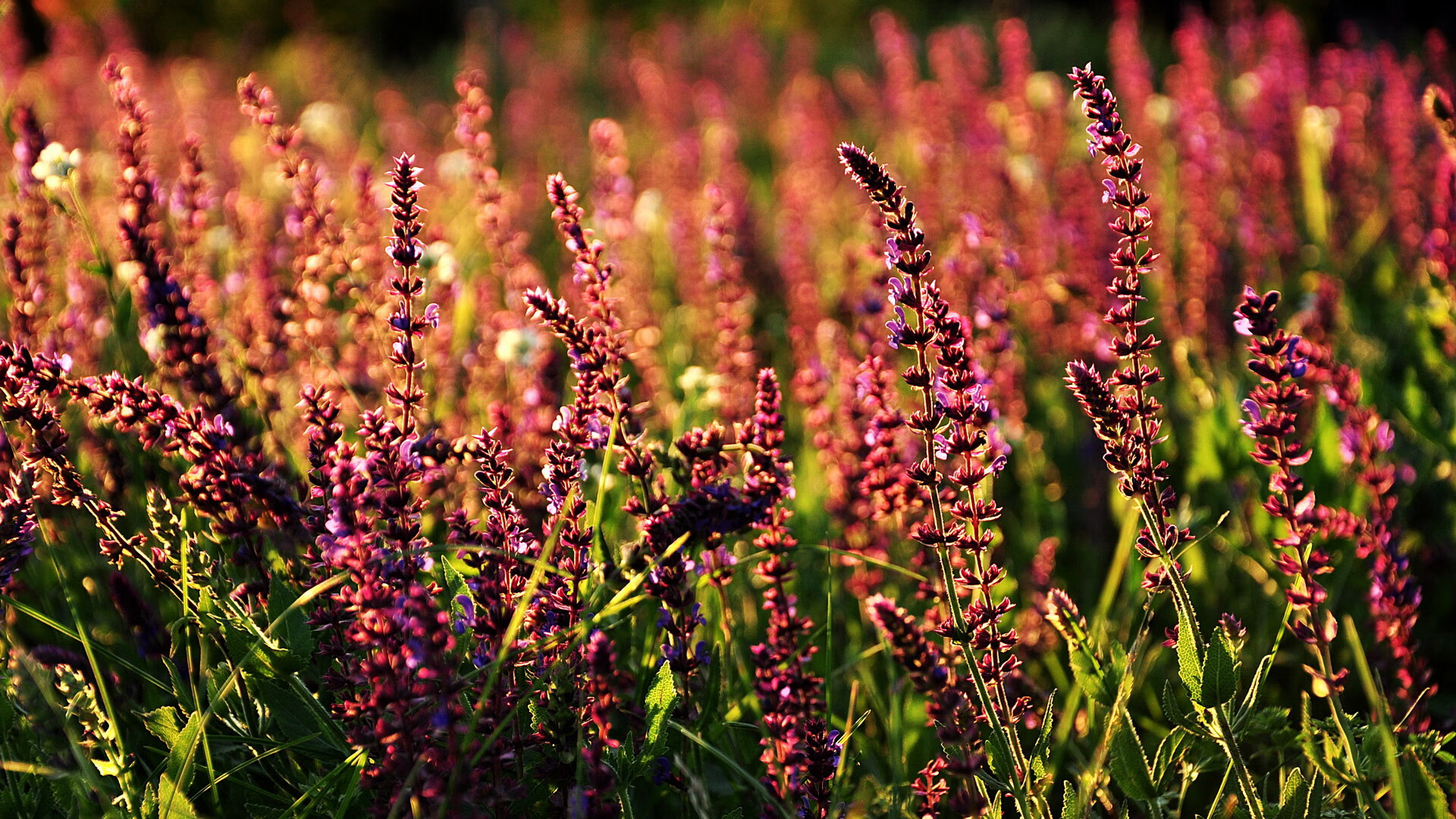 开云网页版-青岛男篮球队新人表现持续提升，青岛男篮领队及队员