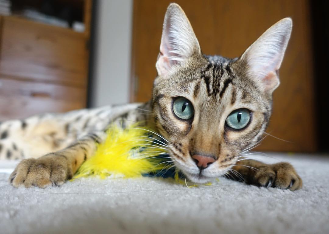 NBA赛季篮板效率排行分析,nba篮板总数