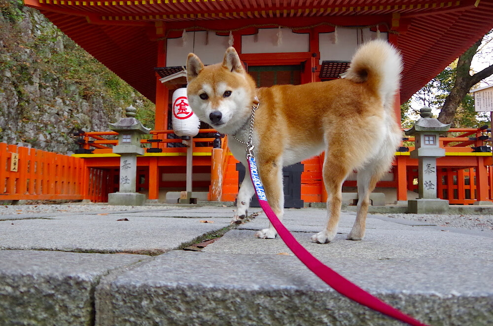 开云官网APP下载-“湖滨赛场：龙舟与跑酷的跨界碰撞，让运动更精彩”