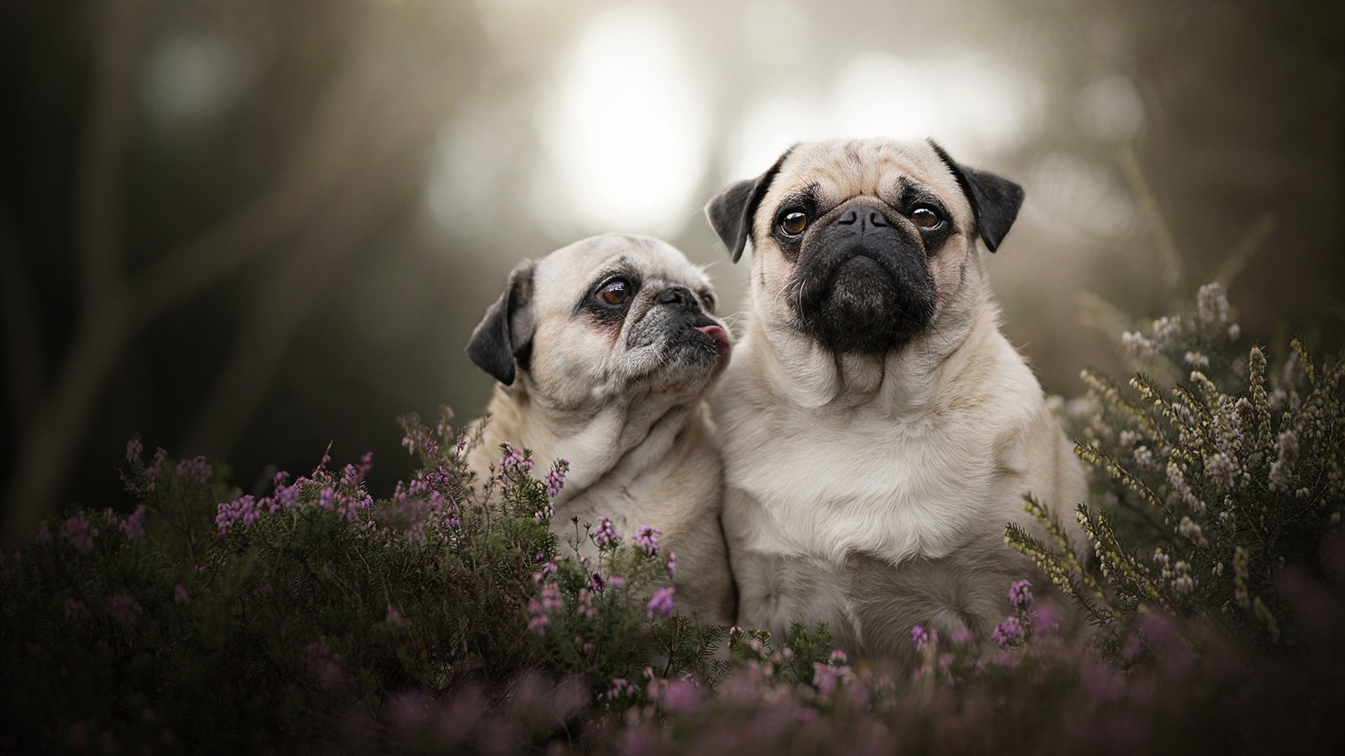 开云·Kaiyun网页版-斯洛伐克男篮在欧洲大赛中追梦不停，迈向更远的目标，斯洛伐克篮球国家队