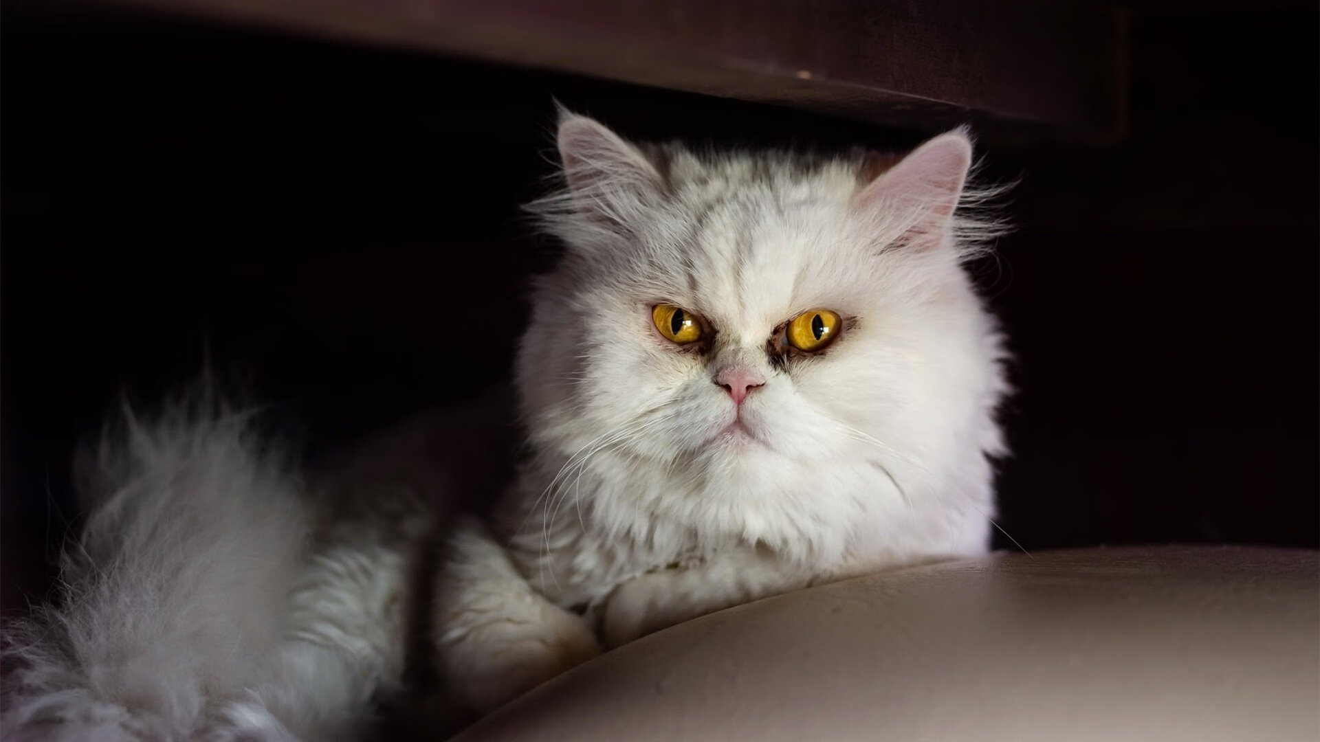 开云体育APP下载-李娜分享网球人生笑谈起起落落，李娜网球唱歌视频