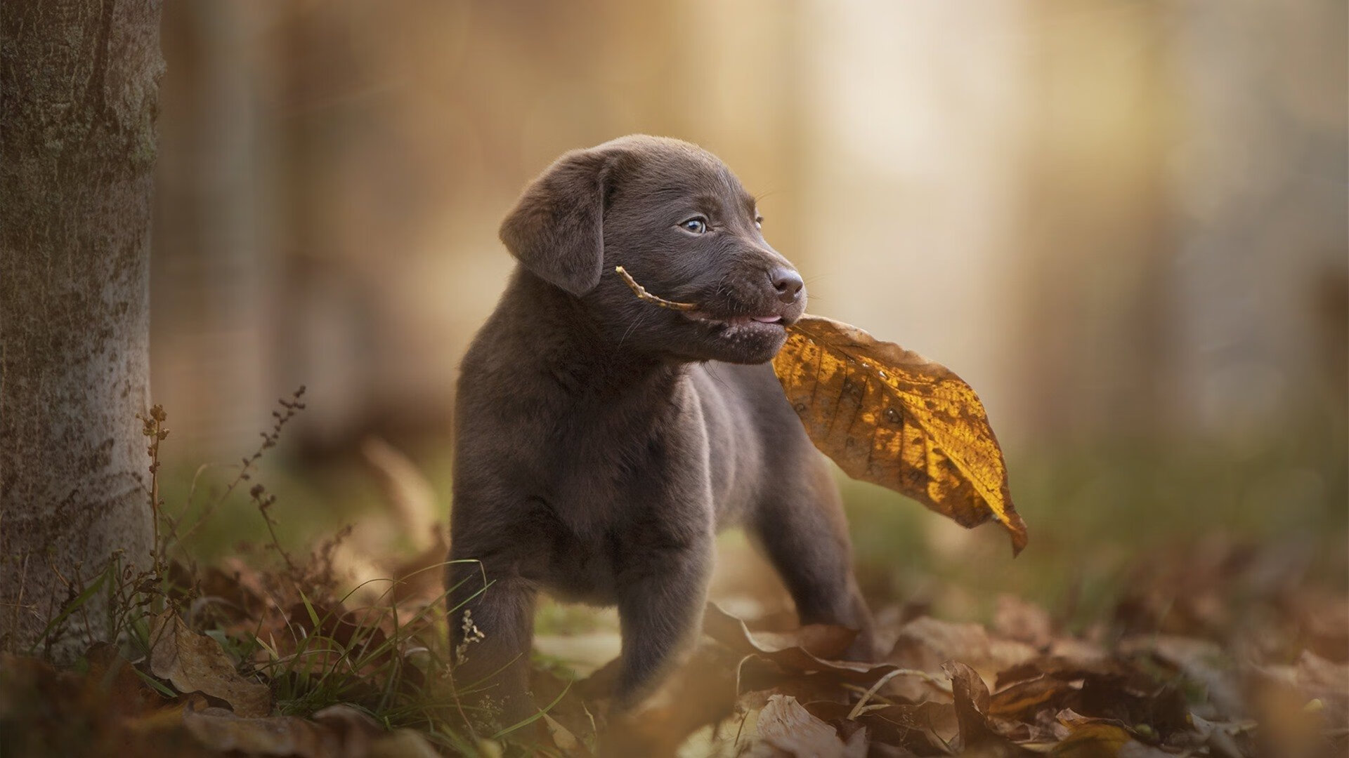 苏格兰橄榄球青训体系逐步完善,球员成长空间巨大,苏格兰场受训
