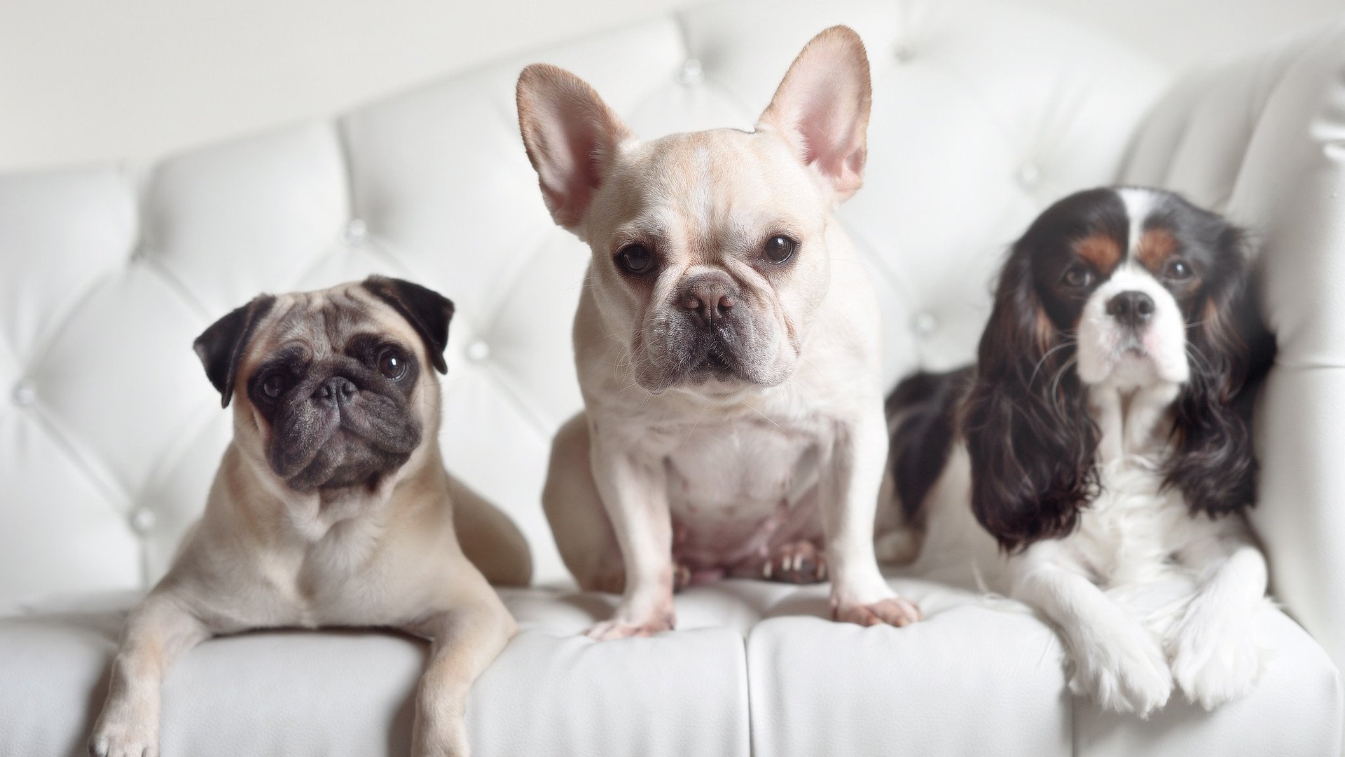 西甲超级助攻:团队合作堪比艺术!,西甲助攻榜最新排名