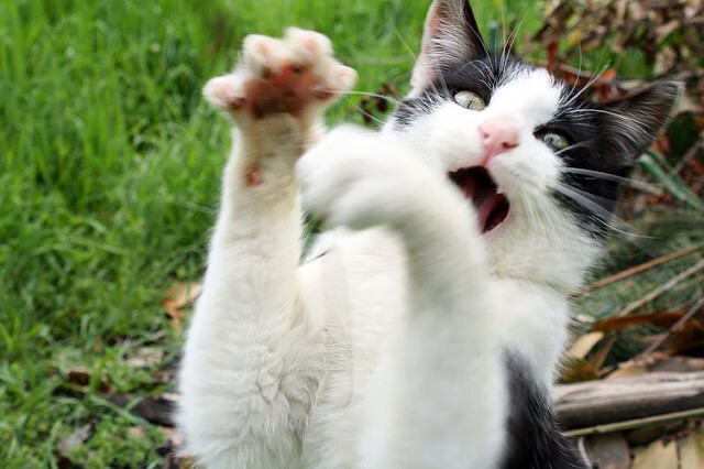 赛场音乐版权争议解决,赛会运营回归正轨,赛场dj